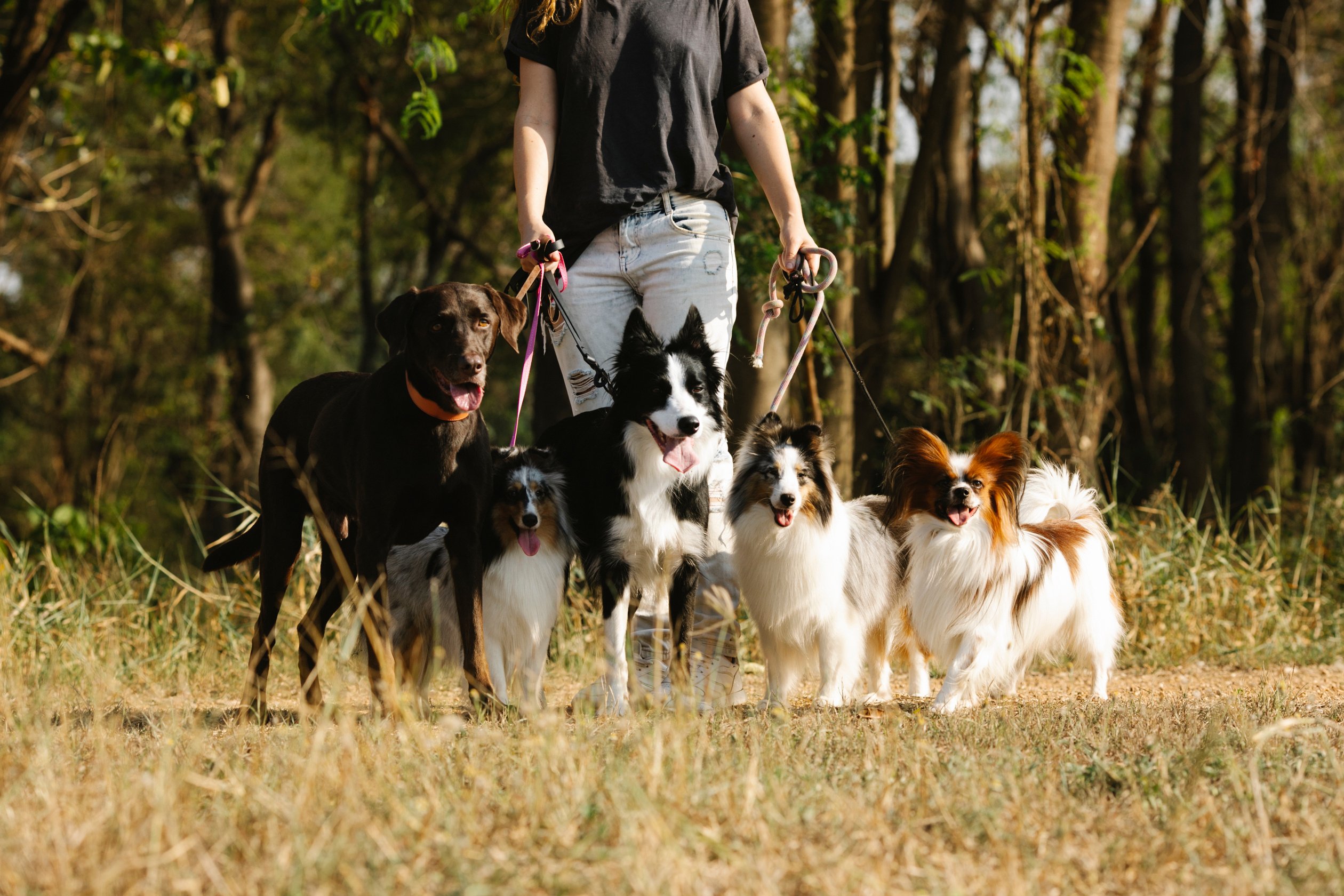 Faceless woman with group of dogs