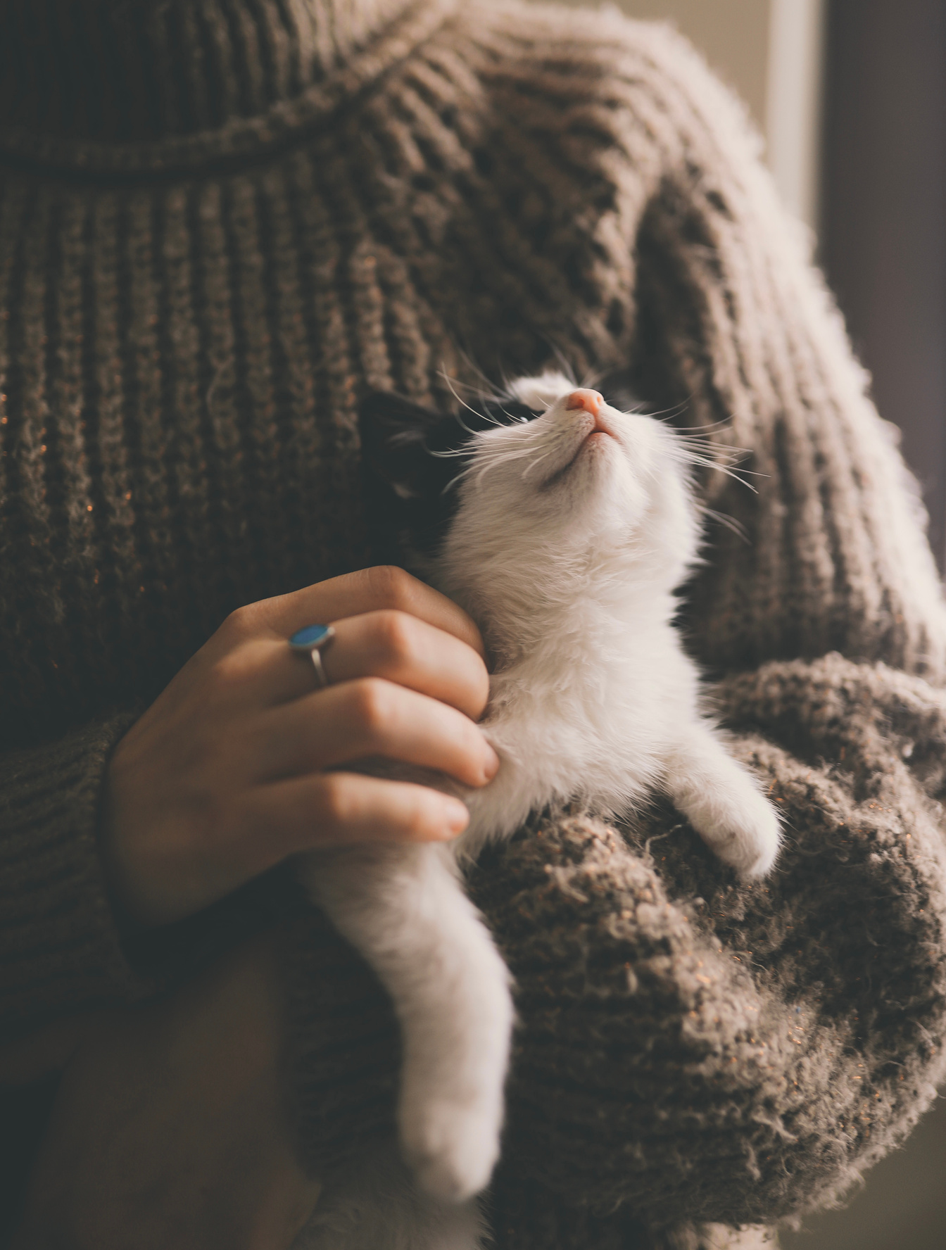 Person in Brown Sweater Holding White Cat 